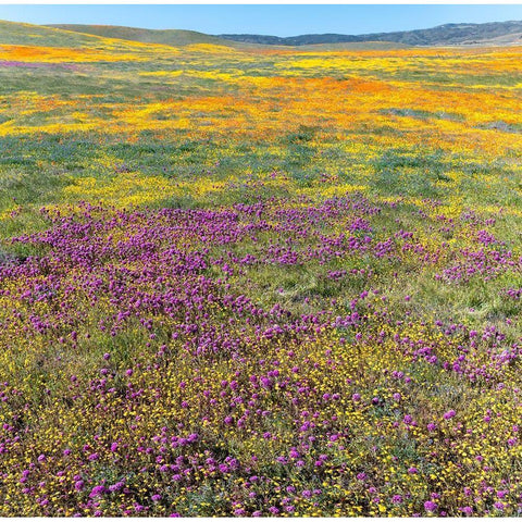 California Fields of California Poppy-Goldfields-Owls Clover-Antelope Valley Black Modern Wood Framed Art Print by Zimmerman, Judith