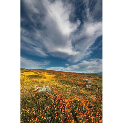 California Fields of California Poppy-Goldfields with clouds-Antelope Valley Gold Ornate Wood Framed Art Print with Double Matting by Zimmerman, Judith