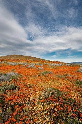 California Fields of California Poppy-Goldfields with clouds-Antelope Valley White Modern Wood Framed Art Print with Double Matting by Zimmerman, Judith