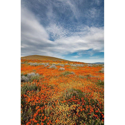 California Fields of California Poppy-Goldfields with clouds-Antelope Valley Black Modern Wood Framed Art Print by Zimmerman, Judith