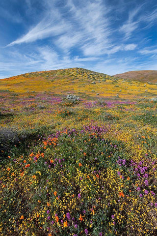 California Fields of California Poppy-Goldfields-Owls Clover with clouds-Antelope Valley Black Ornate Wood Framed Art Print with Double Matting by Zimmerman, Judith