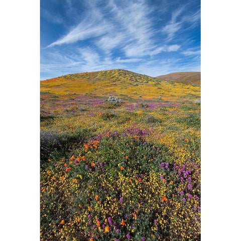 California Fields of California Poppy-Goldfields-Owls Clover with clouds-Antelope Valley Black Modern Wood Framed Art Print by Zimmerman, Judith