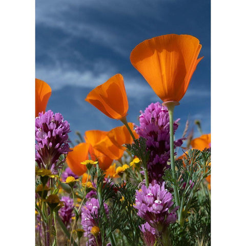 California California Poppy-Goldfields-Owls Clover against the sky-Antelope Valley Black Modern Wood Framed Art Print by Zimmerman, Judith