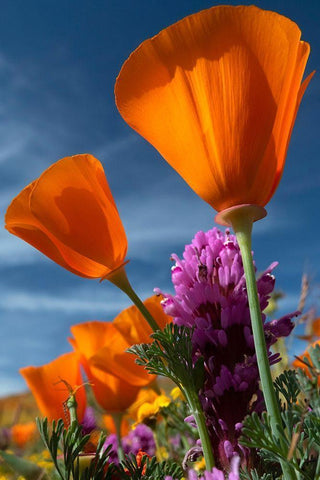 California California Poppy-Goldfields-and Owls Clover-Antelope Valley California Poppy Reserve Black Ornate Wood Framed Art Print with Double Matting by Zimmerman, Judith