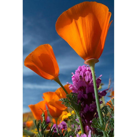 California California Poppy-Goldfields-and Owls Clover-Antelope Valley California Poppy Reserve Black Modern Wood Framed Art Print by Zimmerman, Judith