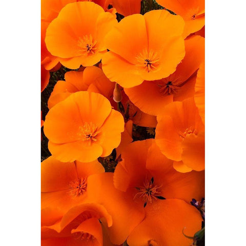 California California Poppy detail-Antelope Valley Black Modern Wood Framed Art Print with Double Matting by Zimmerman, Judith