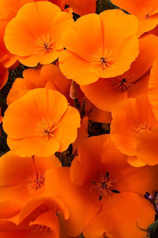 California California Poppy detail-Antelope Valley White Modern Wood Framed Art Print with Double Matting by Zimmerman, Judith