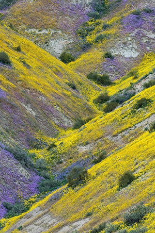 California Common Hillside Daisy and phacelia-Carrizo Plain National Monument Black Ornate Wood Framed Art Print with Double Matting by Zimmerman, Judith
