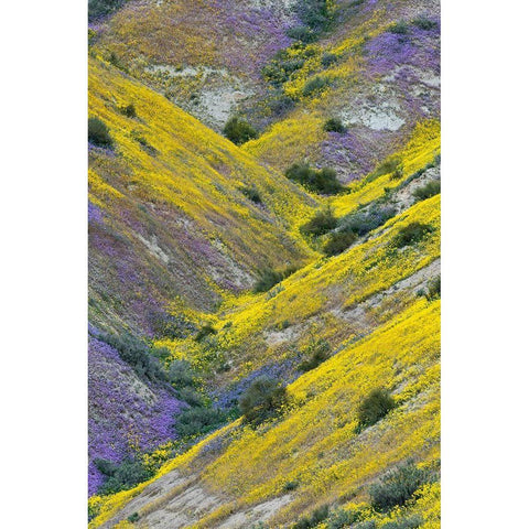 California Common Hillside Daisy and phacelia-Carrizo Plain National Monument White Modern Wood Framed Art Print by Zimmerman, Judith