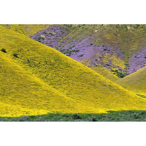 California Common Hillside Daisy and phacelia-Carrizo Plain National Monument Black Modern Wood Framed Art Print with Double Matting by Zimmerman, Judith