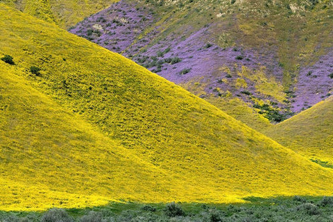 California Common Hillside Daisy and phacelia-Carrizo Plain National Monument Black Ornate Wood Framed Art Print with Double Matting by Zimmerman, Judith