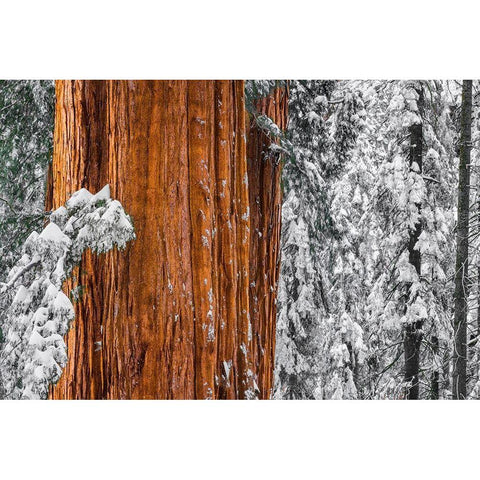Giant Sequoia in the Congress Grove in winter-Giant Forest-Sequoia National Park-California-USA Gold Ornate Wood Framed Art Print with Double Matting by Bishop, Russ