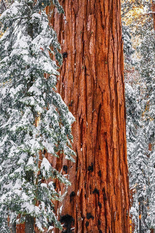 Giant Sequoia in the Congress Grove in winter-Giant Forest-Sequoia National Park-California-USA White Modern Wood Framed Art Print with Double Matting by Bishop, Russ