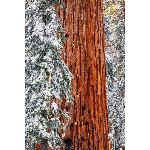 Giant Sequoia in the Congress Grove in winter-Giant Forest-Sequoia National Park-California-USA Black Modern Wood Framed Art Print by Bishop, Russ