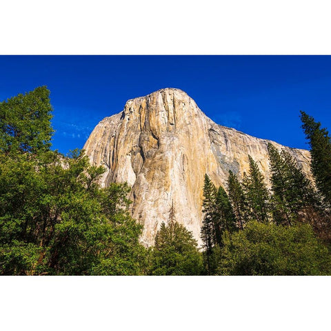 El Capitan-Yosemite Valley-Yosemite National Park-California-USA Gold Ornate Wood Framed Art Print with Double Matting by Bishop, Russ