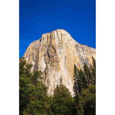 El Capitan-Yosemite Valley-Yosemite National Park-California-USA Black Modern Wood Framed Art Print by Bishop, Russ