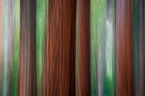 Forest abstract-Yosemite National Park-California-USA White Modern Wood Framed Art Print with Double Matting by Bishop, Russ