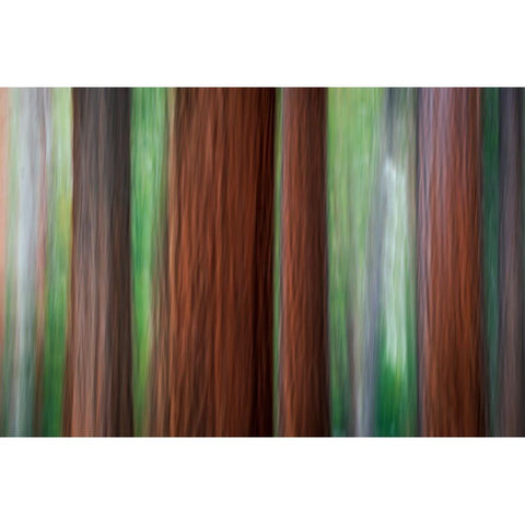 Forest abstract-Yosemite National Park-California-USA Black Modern Wood Framed Art Print by Bishop, Russ