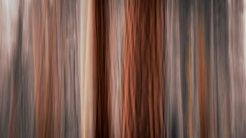 Forest abstract-Yosemite National Park-California-USA White Modern Wood Framed Art Print with Double Matting by Bishop, Russ