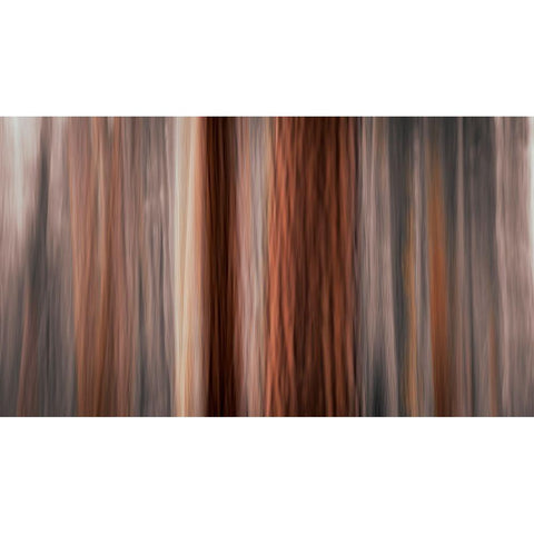 Forest abstract-Yosemite National Park-California-USA Black Modern Wood Framed Art Print by Bishop, Russ