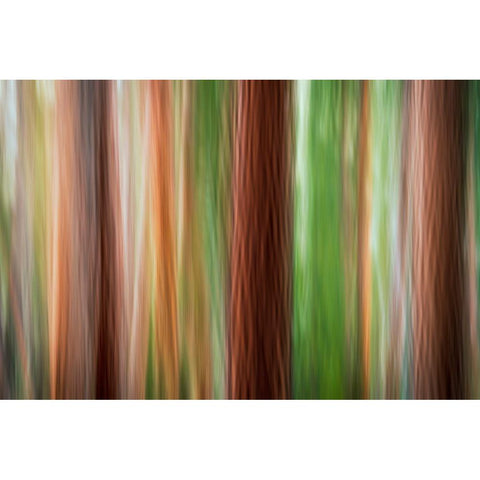 Forest abstract-Yosemite National Park-California-USA Black Modern Wood Framed Art Print by Bishop, Russ