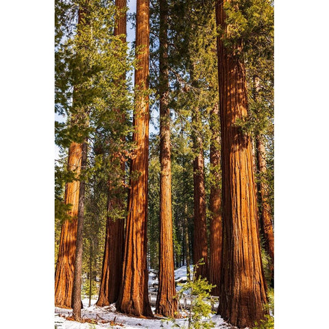 Giant Sequoia in the Mariposa Grove-Yosemite National Park-California-USA White Modern Wood Framed Art Print by Bishop, Russ