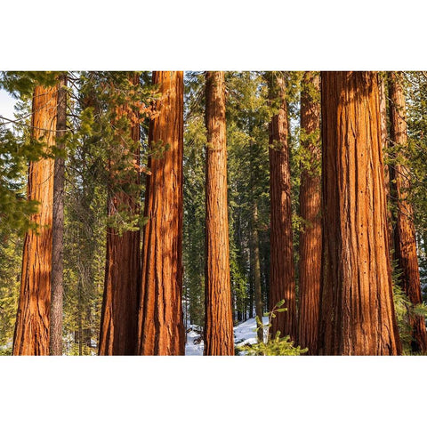 Giant Sequoia in the Mariposa Grove-Yosemite National Park-California-USA White Modern Wood Framed Art Print by Bishop, Russ