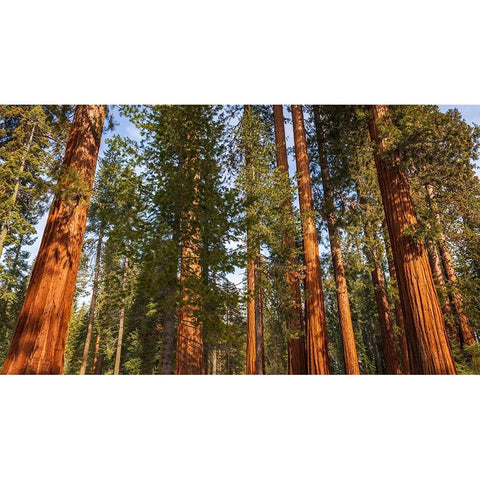 Giant Sequoia in the Mariposa Grove-Yosemite National Park-California-USA Black Modern Wood Framed Art Print by Bishop, Russ