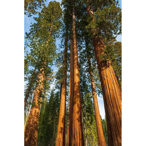 Giant Sequoia in the Mariposa Grove-Yosemite National Park-California-USA Black Modern Wood Framed Art Print with Double Matting by Bishop, Russ
