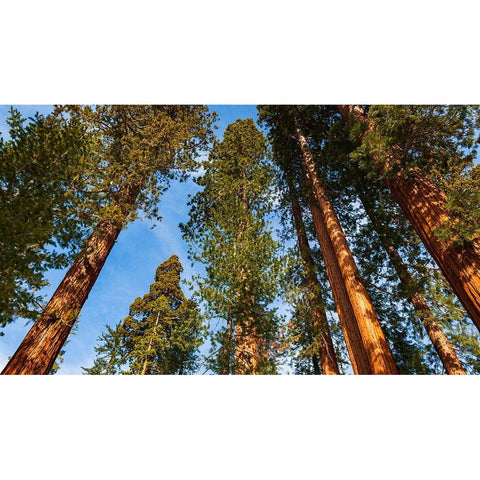 Giant Sequoia in the Mariposa Grove-Yosemite National Park-California-USA Black Modern Wood Framed Art Print by Bishop, Russ