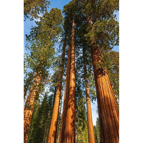 Giant Sequoia in the Mariposa Grove-Yosemite National Park-California-USA Black Modern Wood Framed Art Print with Double Matting by Bishop, Russ
