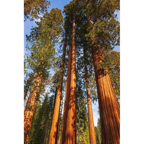 Giant Sequoia in the Mariposa Grove-Yosemite National Park-California-USA Black Modern Wood Framed Art Print with Double Matting by Bishop, Russ