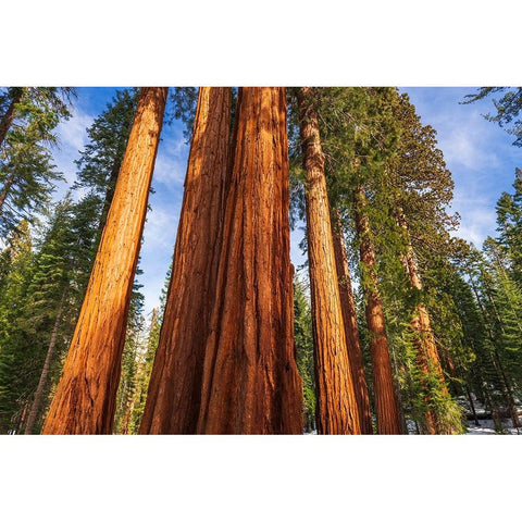 Giant Sequoia in the Mariposa Grove-Yosemite National Park-California-USA White Modern Wood Framed Art Print by Bishop, Russ