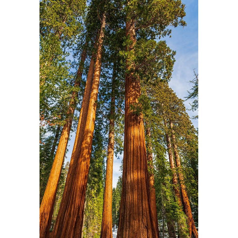 Giant Sequoia in the Mariposa Grove-Yosemite National Park-California-USA Black Modern Wood Framed Art Print by Bishop, Russ