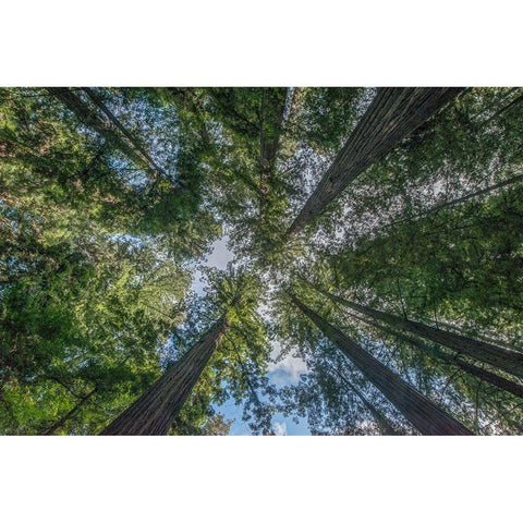 California-Humboldt Redwoods State Park-Bernard Willet and Mary Willet Grove-Coast Redwood Trees White Modern Wood Framed Art Print by Tilley, Rob