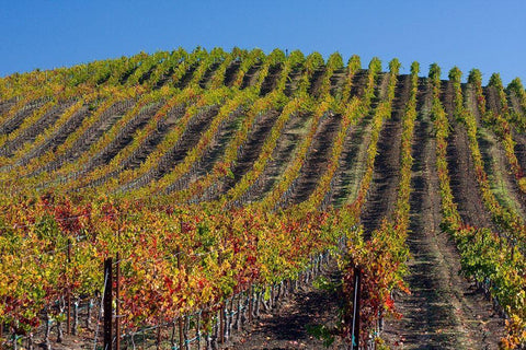 California-Sonoma wine country with rows of grapes during Autumn Black Ornate Wood Framed Art Print with Double Matting by Gulin, Sylvia