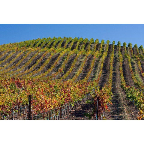 California-Sonoma wine country with rows of grapes during Autumn Black Modern Wood Framed Art Print by Gulin, Sylvia