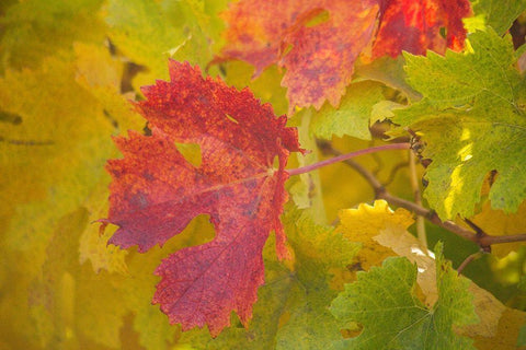 Sonoma-California fall colors on grape leaves White Modern Wood Framed Art Print with Double Matting by Gulin, Sylvia