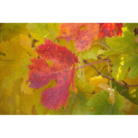Sonoma-California fall colors on grape leaves Black Modern Wood Framed Art Print by Gulin, Sylvia