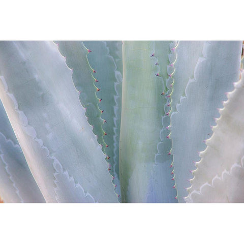 California-San Francisco-Golden Gate Park and the Conservatory of Flowers with grey toned cactus Black Modern Wood Framed Art Print with Double Matting by Gulin, Sylvia