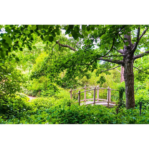 A wooden bridge crossing a small creek alongside a dirt path in a very green-lush forest setting Black Modern Wood Framed Art Print by Haddad, Sheila