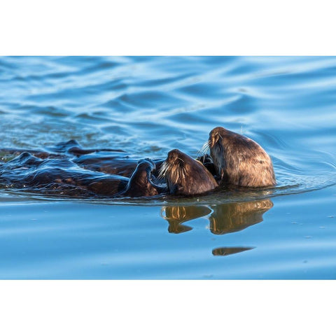 A juvenile and mother sea otter float together serenely in Moss Landing Harbor-California Gold Ornate Wood Framed Art Print with Double Matting by Haddad, Sheila