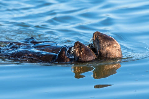 A juvenile and mother sea otter float together serenely in Moss Landing Harbor-California Black Ornate Wood Framed Art Print with Double Matting by Haddad, Sheila