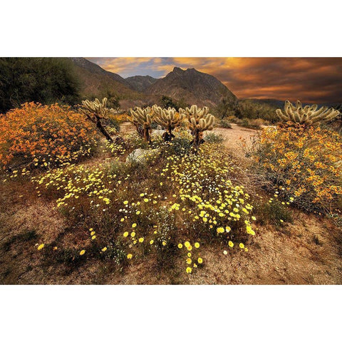 Desert wildflower bloom at Anza Borrego Park in California Gold Ornate Wood Framed Art Print with Double Matting by SMO