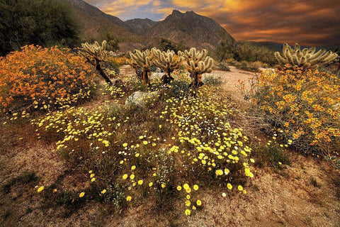 Desert wildflower bloom at Anza Borrego Park in California White Modern Wood Framed Art Print with Double Matting by SMO