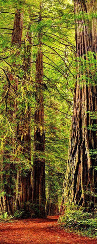 Vertical panoramic of giant Redwood trees in Redwood National Park-California White Modern Wood Framed Art Print with Double Matting by SMO