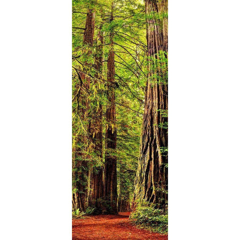 Vertical panoramic of giant Redwood trees in Redwood National Park-California White Modern Wood Framed Art Print by SMO