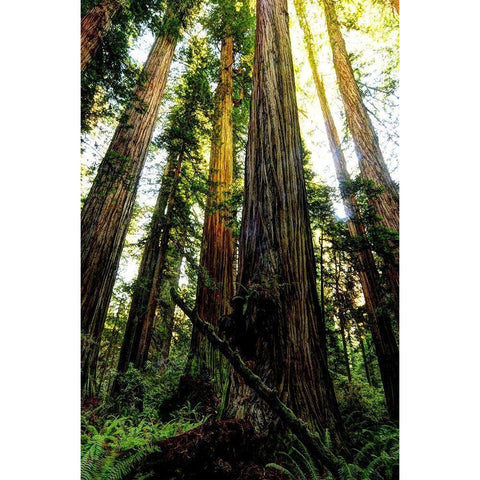 The tallest trees in the world in Redwood National Park in California Gold Ornate Wood Framed Art Print with Double Matting by SMO