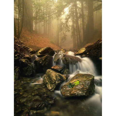 A stream meanders through a fog filled valley on coastal California near Big Sur White Modern Wood Framed Art Print by SMO