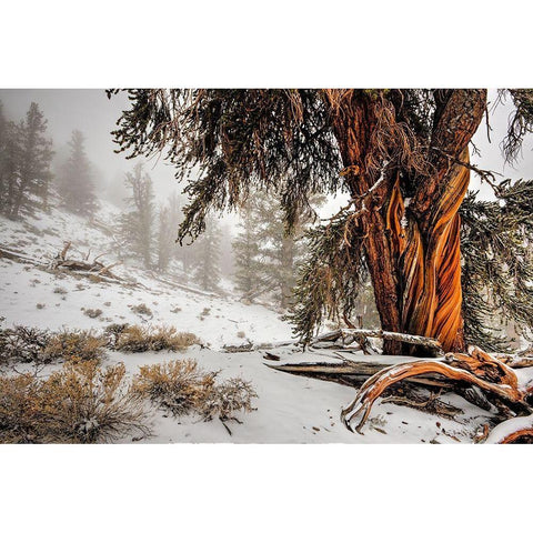 Winter snow on the white mountain bristlecones in northern California Black Modern Wood Framed Art Print by SMO